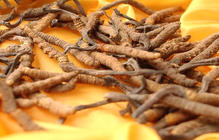 Đông Trùng Hạ Thảo (Cordyceps sinensis S.)